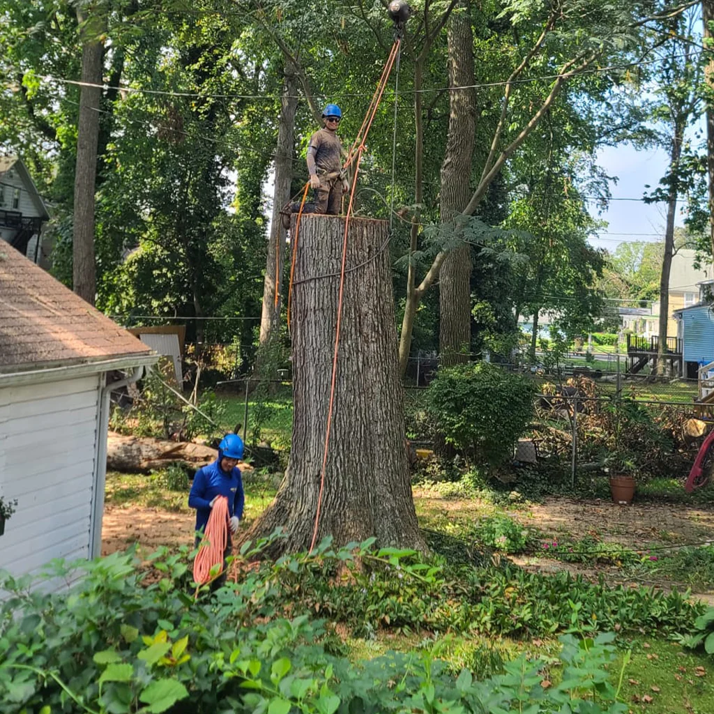 Amazing Tree Services LLC