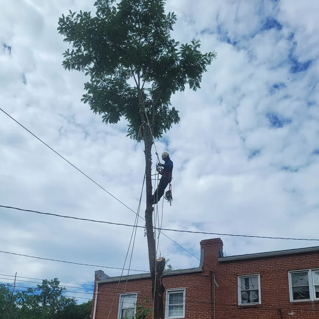 Amazing Tree Services LLC