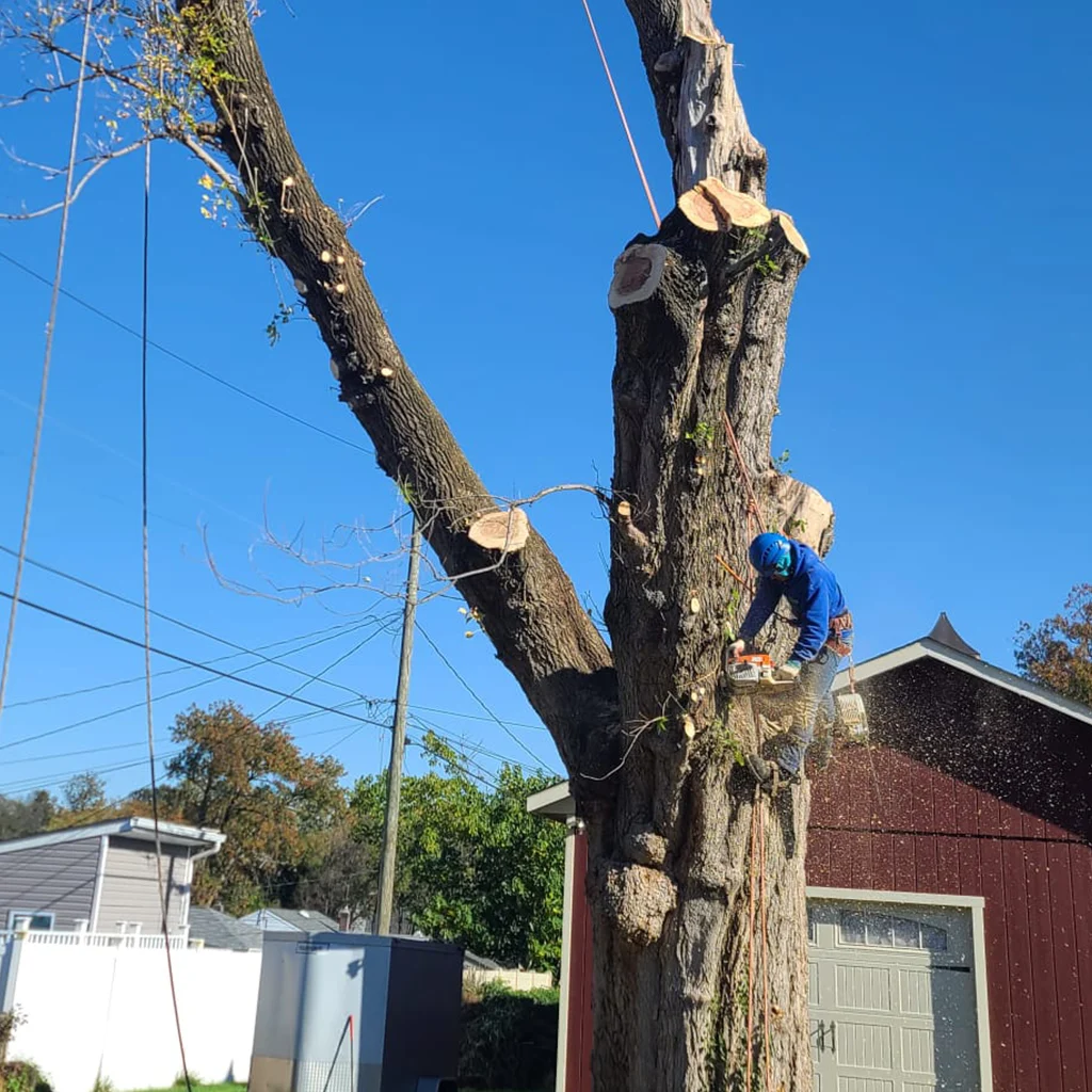 Amazing Tree Services LLC