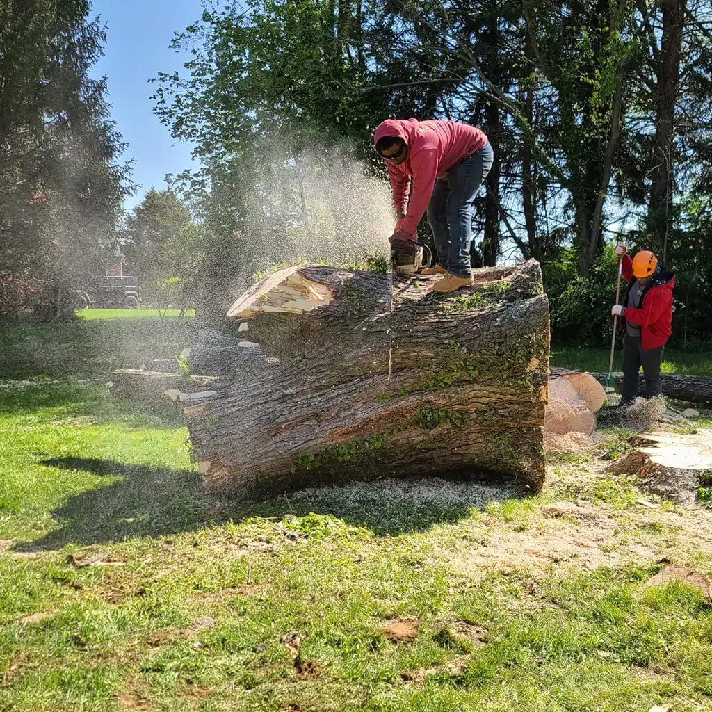 Amazing Tree Services LLC